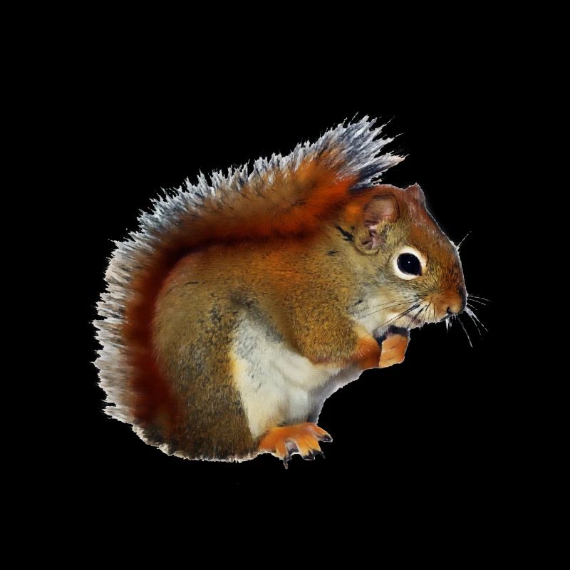 Eichorn squirrel nuts forest photo gift