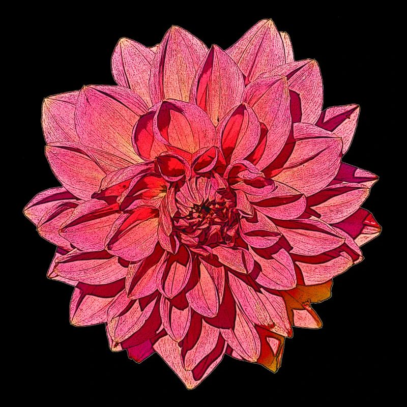 Große Dahlia