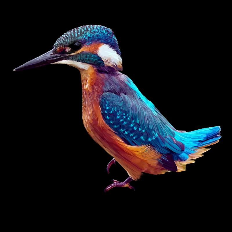 Eisvogel