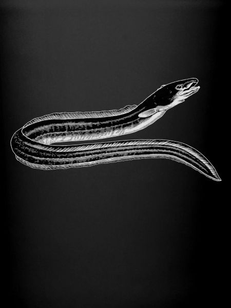 eel