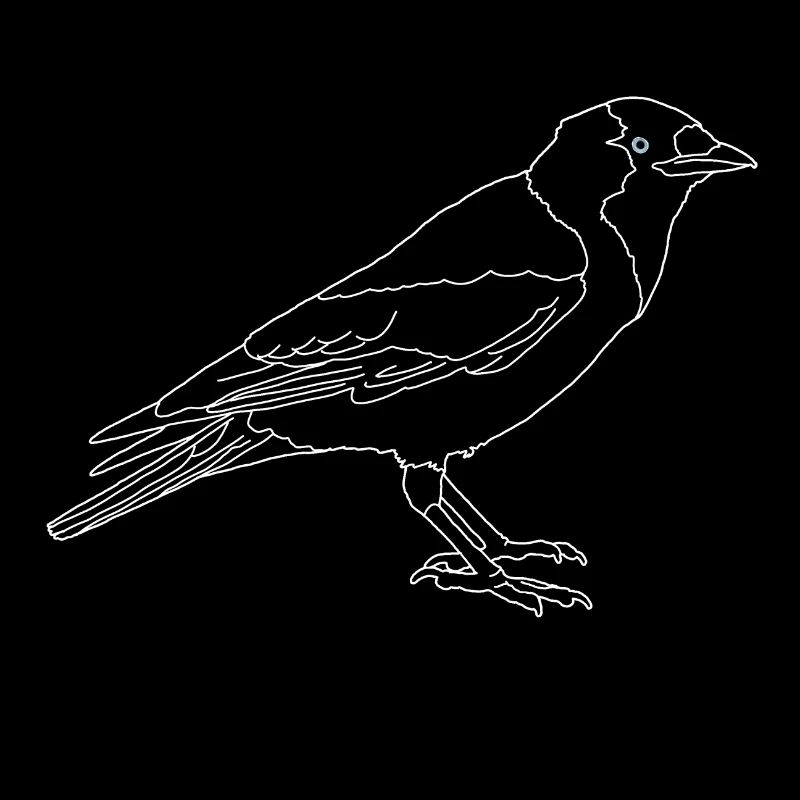 Choucas lineart