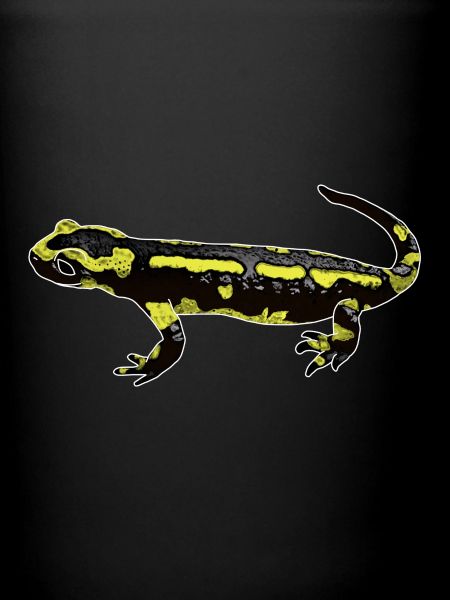 Salamandre de feu