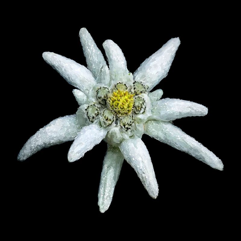 Edelweiss alpin