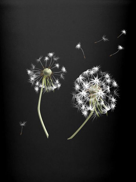 White dandelion silhouette