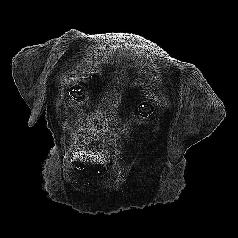 labradorgesicht, Labradorretriever