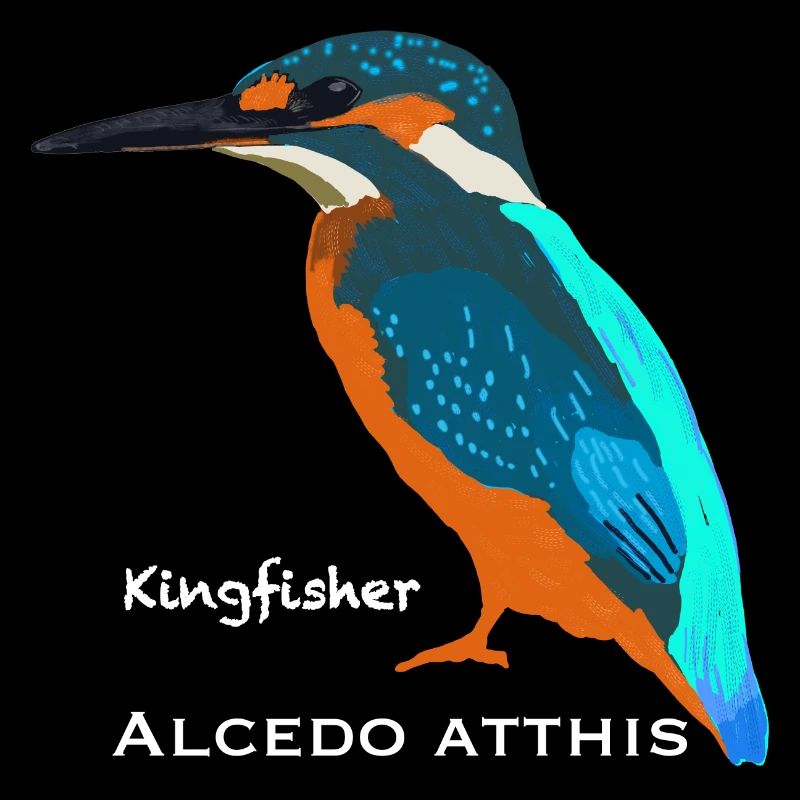 Kingfisher, nom scientifique / anglais
