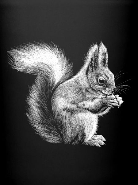 Eichhörnchen