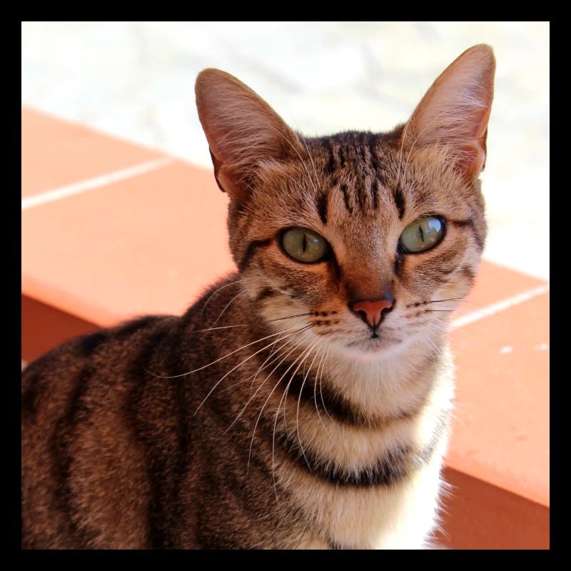 Chat chaton affiche chat carré affiche