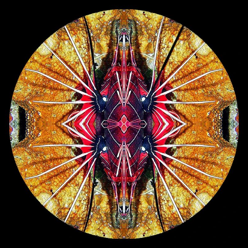 Nature Mandala Sous-marin, Poisson-lion