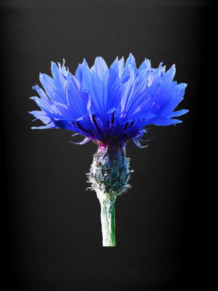 Bleuet