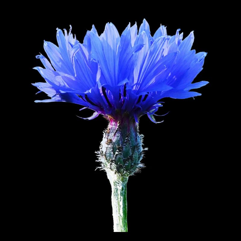 Kornblume
