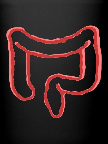 ORGANE INTESTINAL