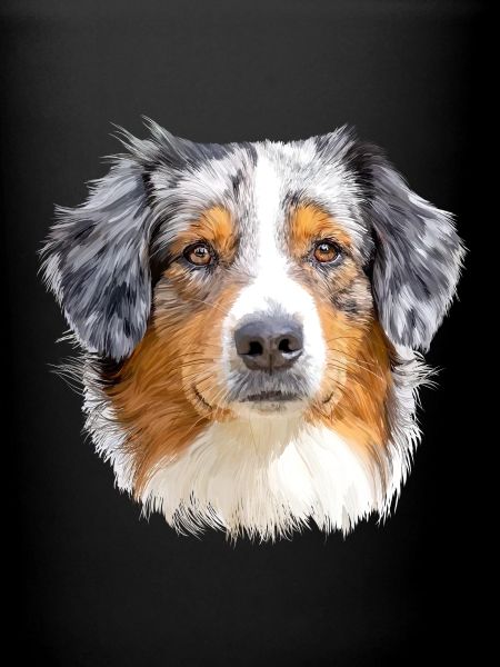 Australian Shepherd