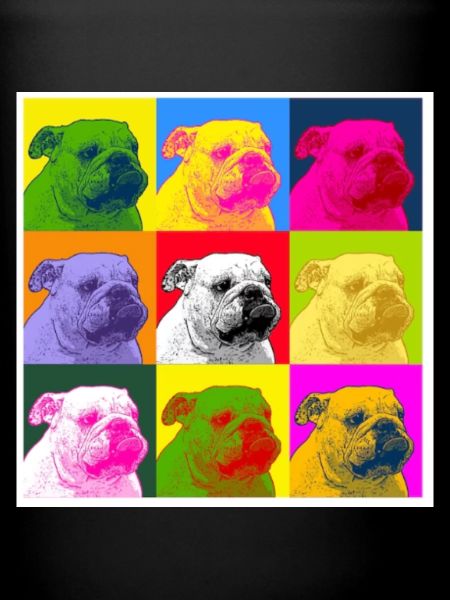 A bulldog