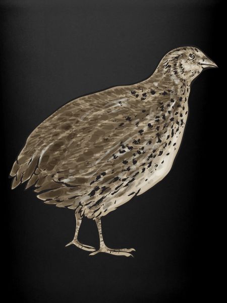 Quail Bird