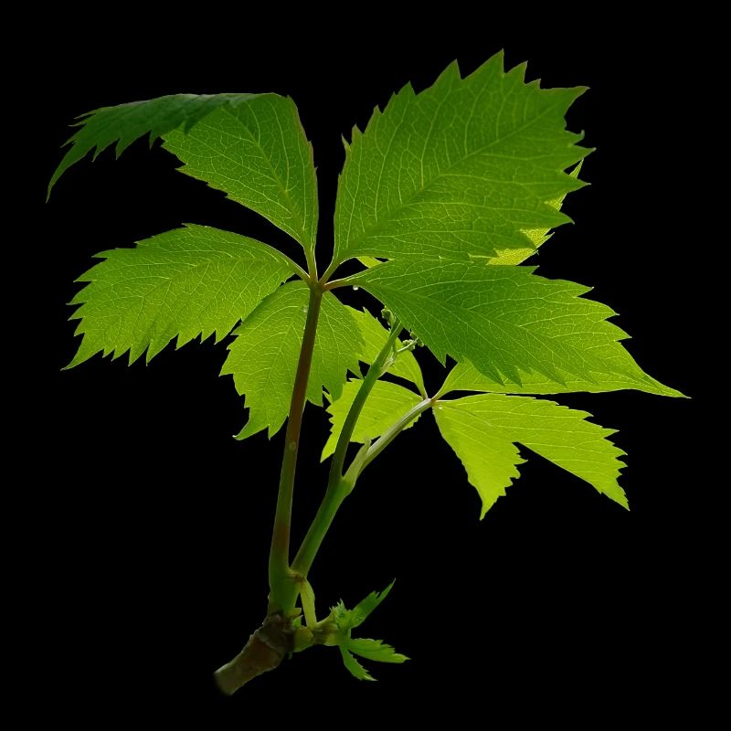 Young foliage – green leaf branch