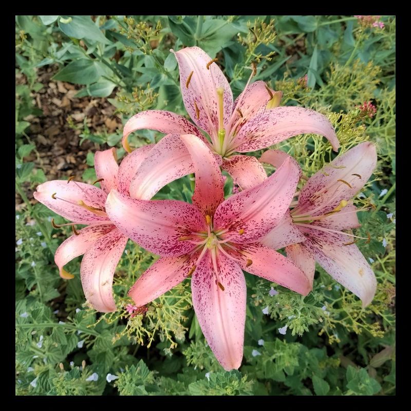 Pink Lily Blossoms