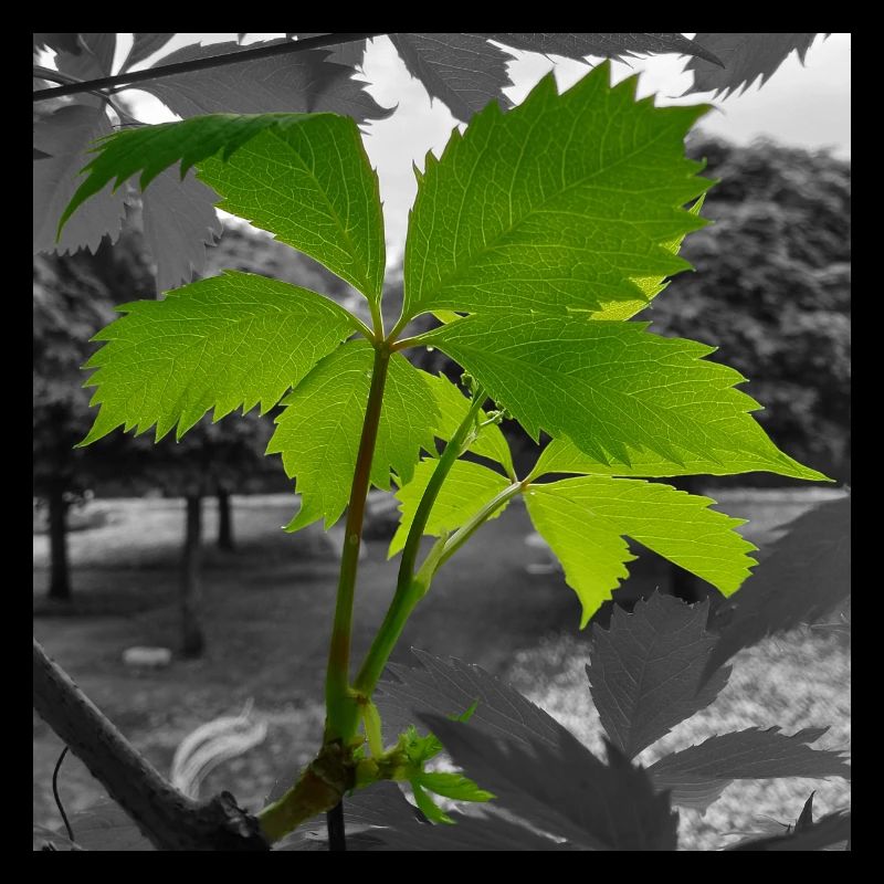 Feuille verte en contraste en niveaux de gris