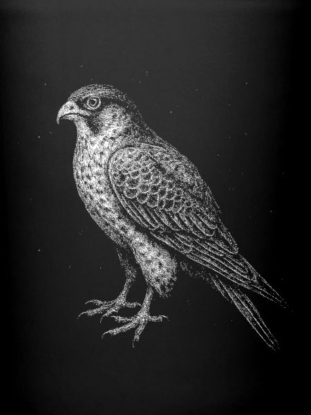 A Falcon