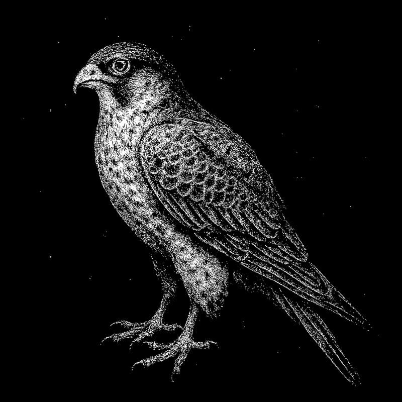 A Falcon