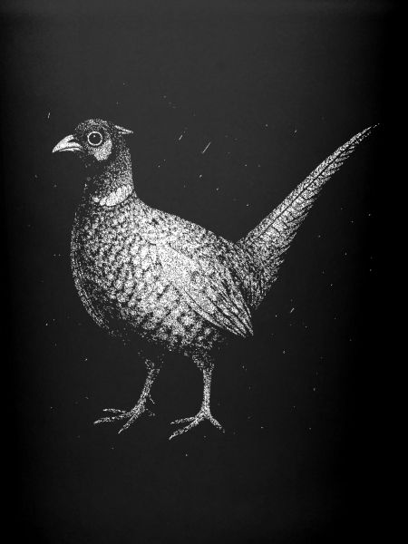 A pheasant