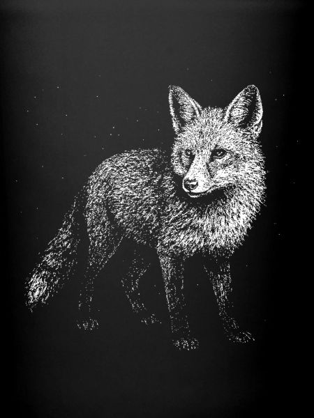 A fox