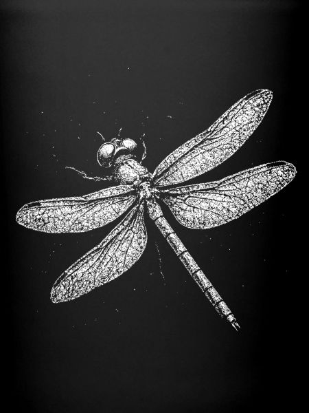 Libellule