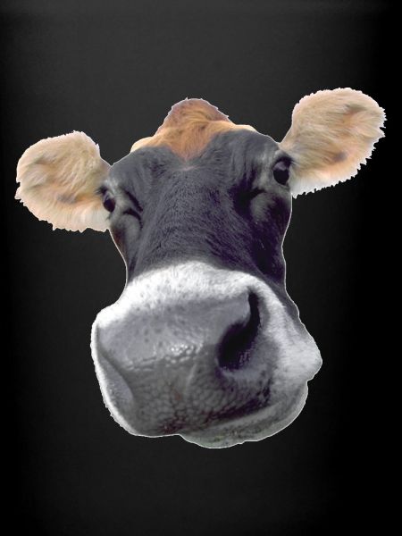 Moo Cow