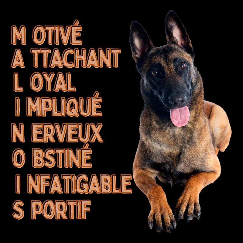 Malinois chien de qualité