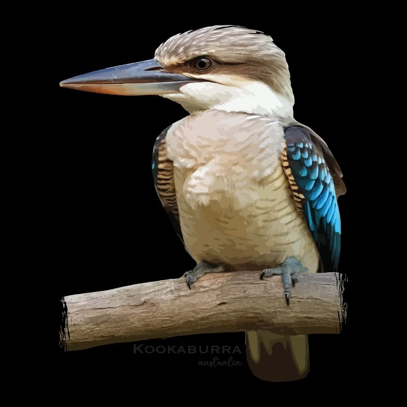 Kookaburra Bird Australia