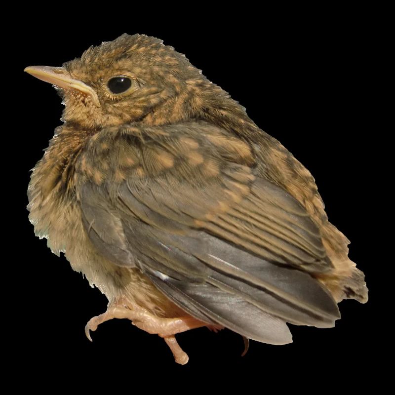 Robin Branch