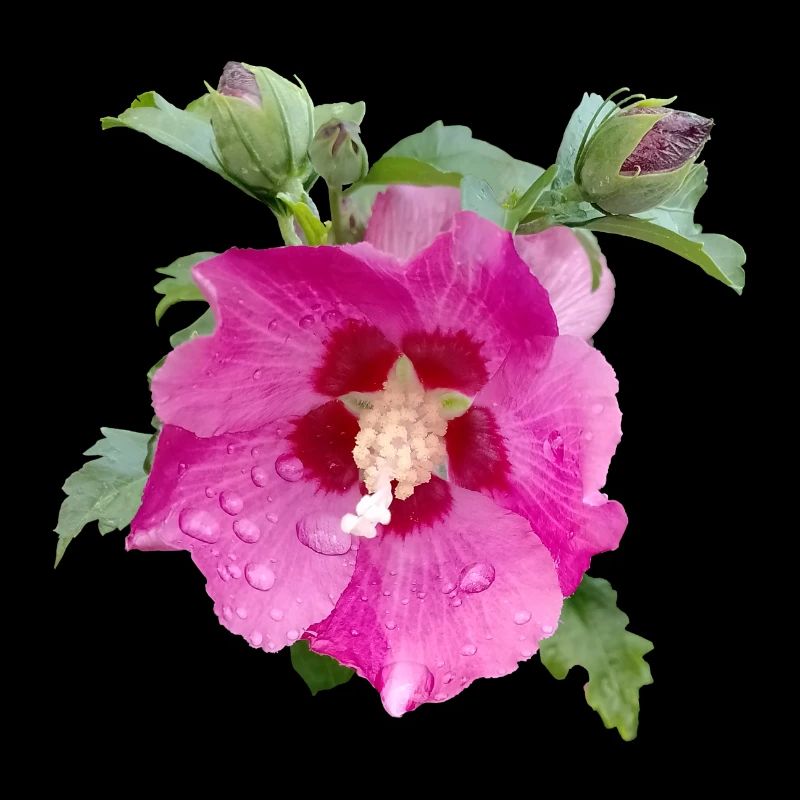HIBISCUS ROSE