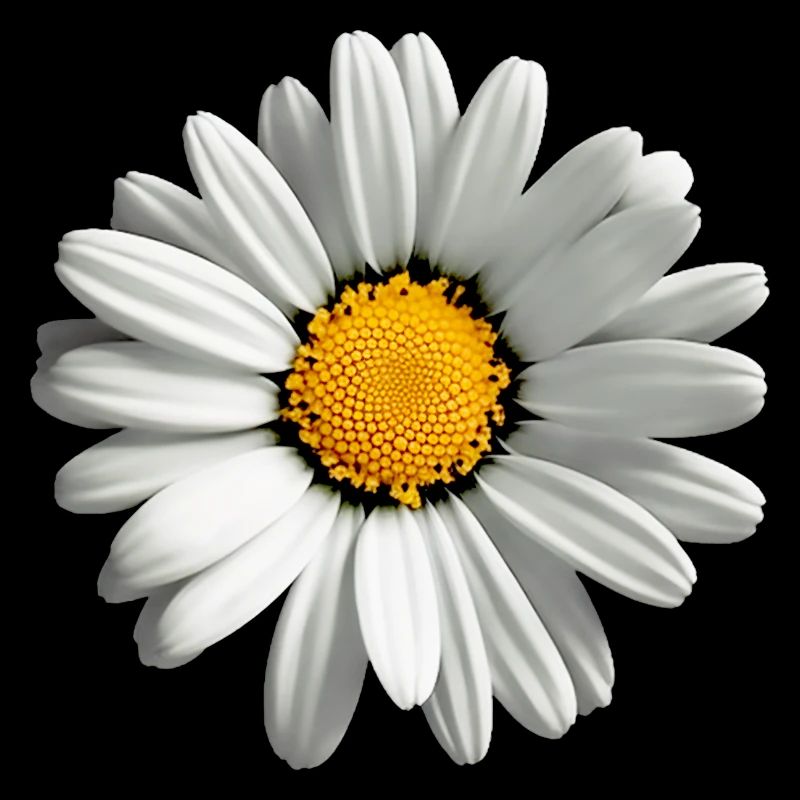 Gänseblümchen, Blume, Frühling, Sommer, Garten,