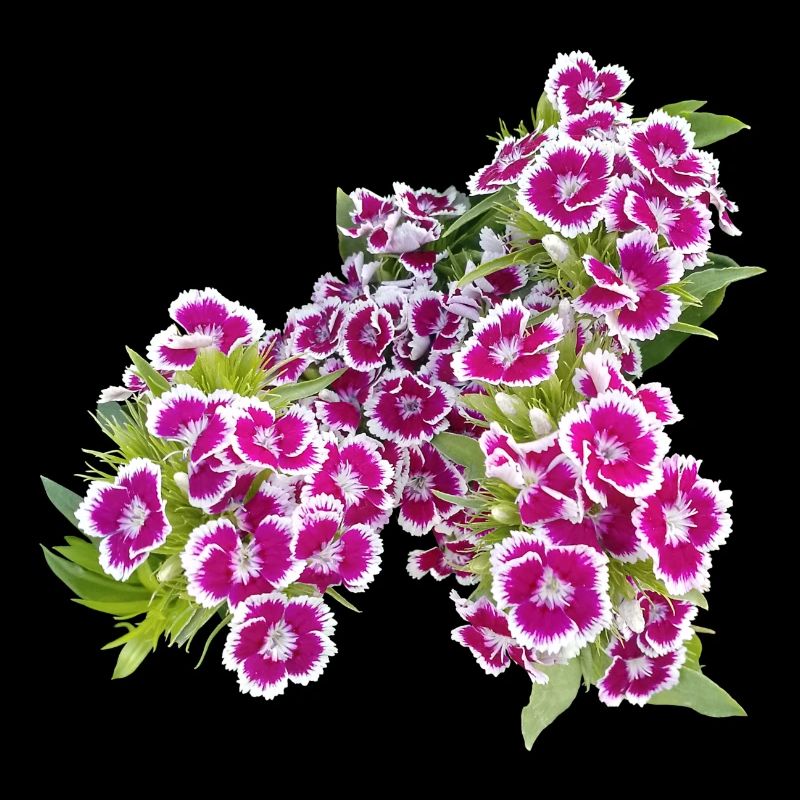 Poésie de l’œillet – focus sur les fleurs du jardin