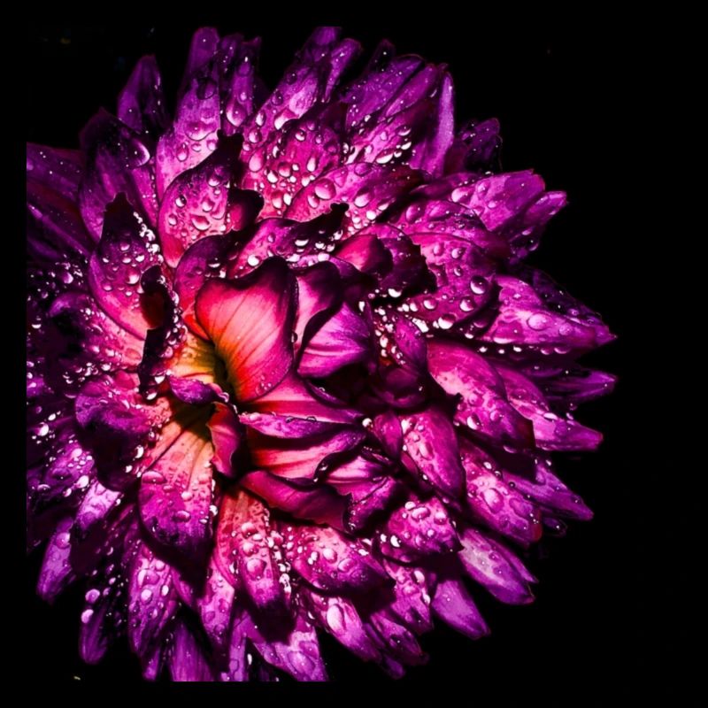 Chrysantheme