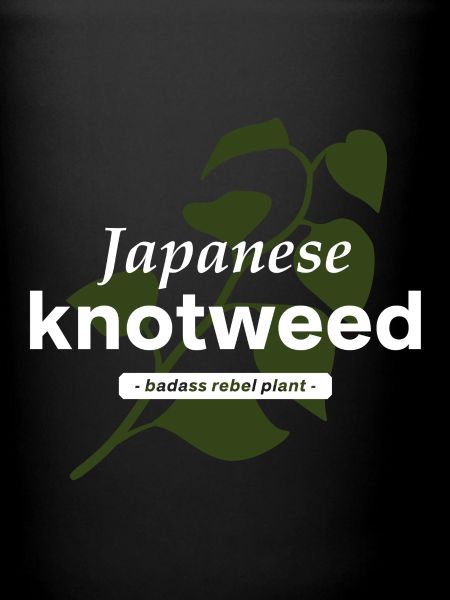 Renouée du Japon