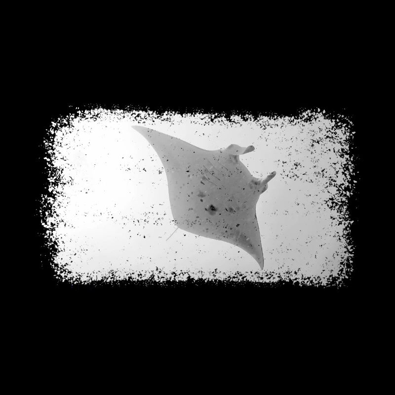 Manta Stingray