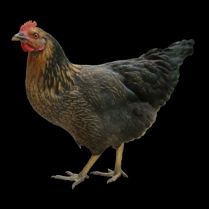 black chicken