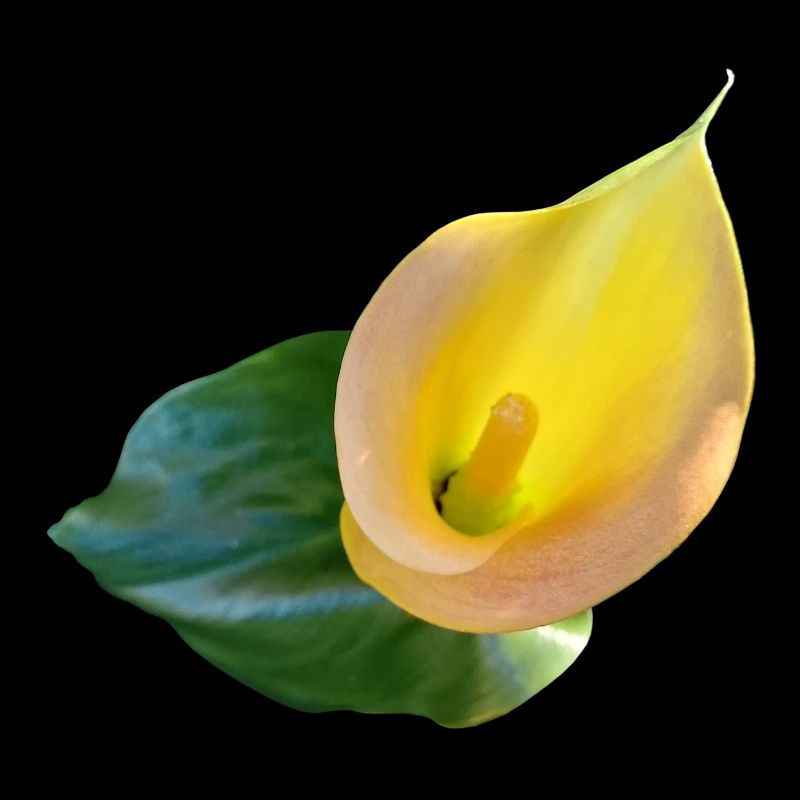 YELLOW CALLA LILY