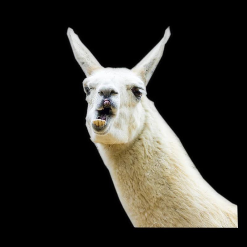 Lama