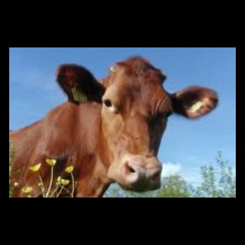 vache