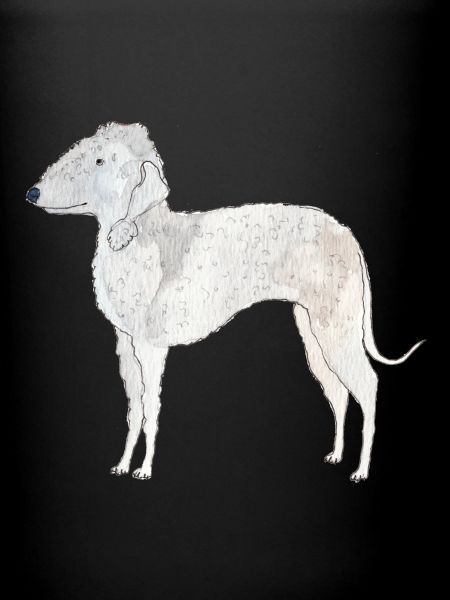 Bedlington Terrier