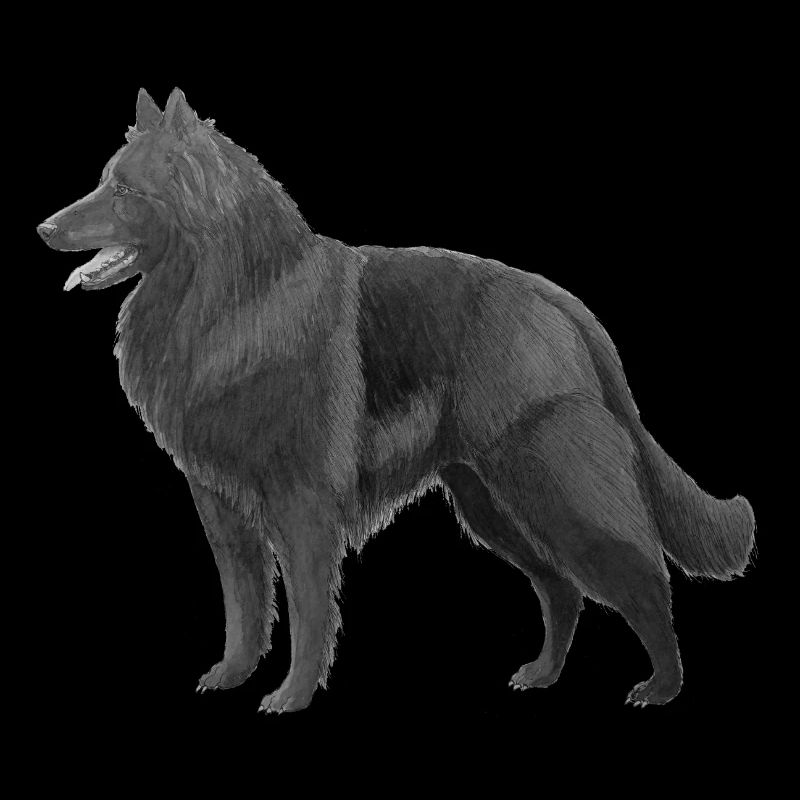 Groenendael