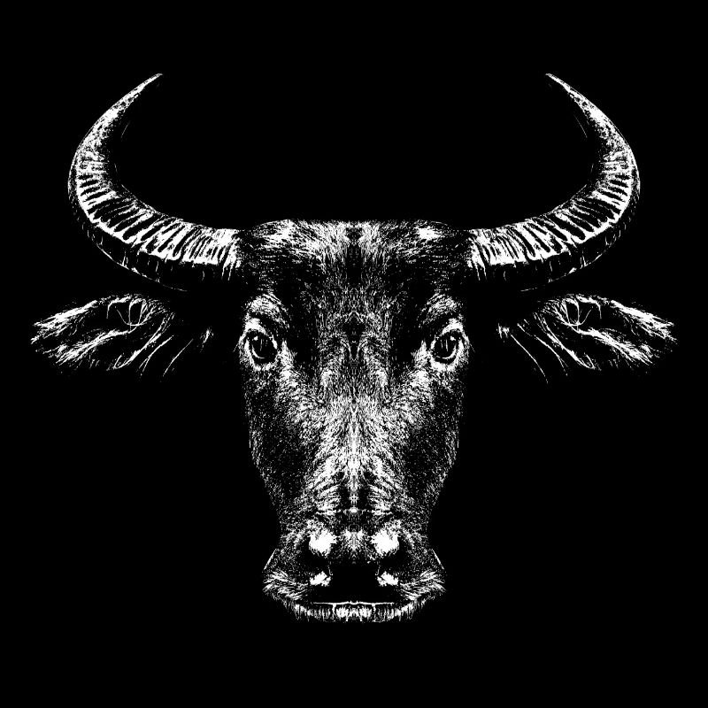 Water Buffalo / Bubalus Arnee / White