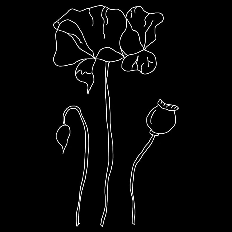 Mohnblume