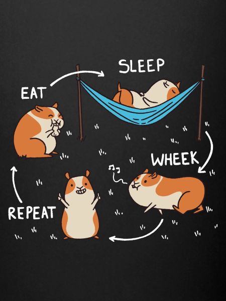 Guinea pig