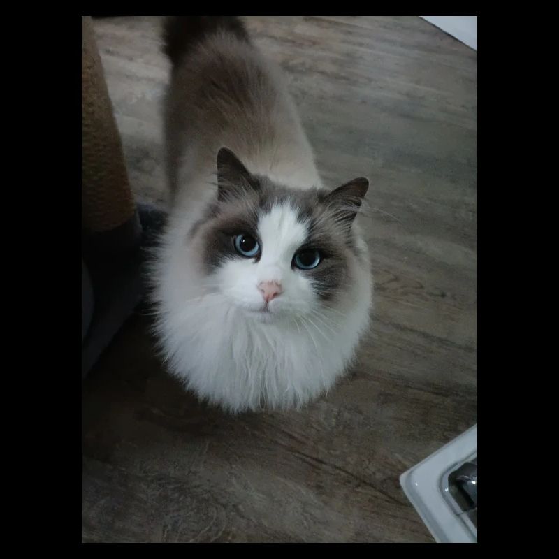 look de chat mignon