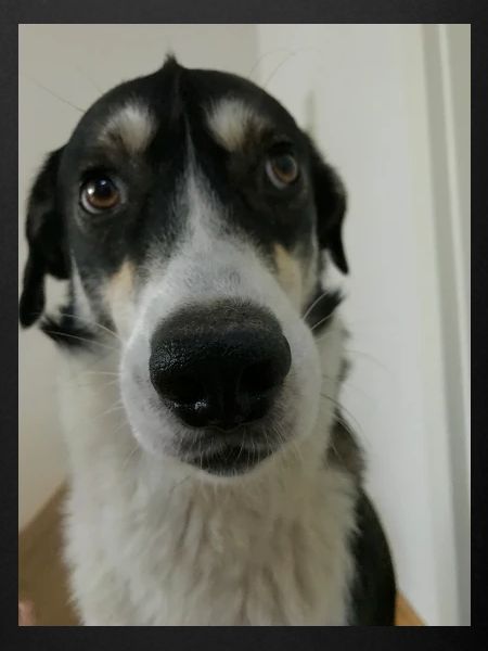 willi