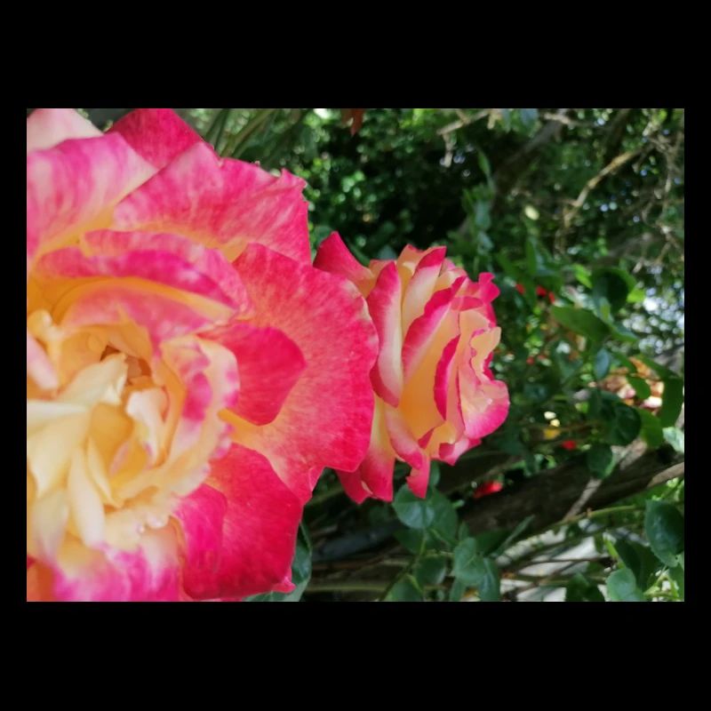 roses