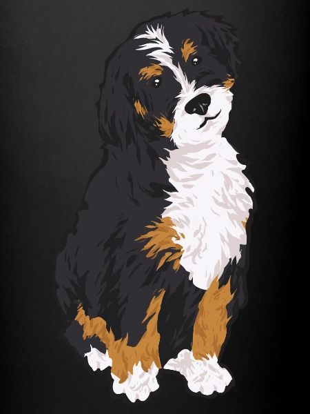 Bernedoodle Dog